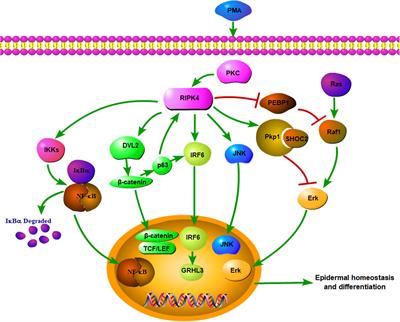 Insight Into the Function of RIPK4 in <mark class="highlighted">Keratinocyte Differentiation</mark> and Carcinogenesis